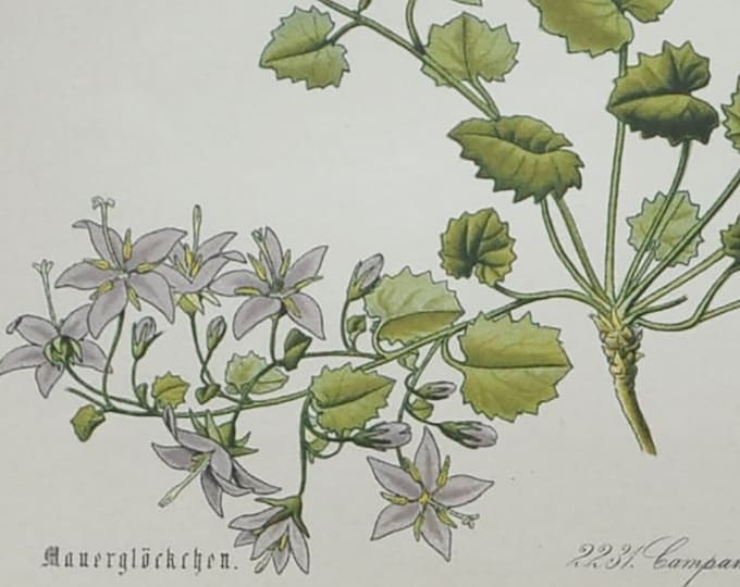 Dickson's Gold or Adriatic Bellflower - Original Antique Botanical Print - Campanula garganica L. - 1880's - bell flower / plant / alpes