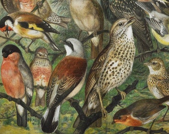 Birds around the House - Original Antique Bird Print - 1906 (luscinia, nightingale, european robin, eurasian blackcap, great tit, skylark)