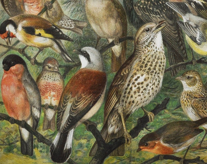 Birds around the House - Original Antique Bird Print - 1906 (luscinia, nightingale, european robin, eurasian blackcap, great tit, skylark)