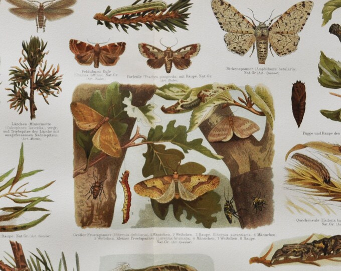 Butterflies II - Original Antique Insect Print - 1906 (fidonia piniaria trachea piniperda moth amphidasys betularia catocala nupta crysalis)