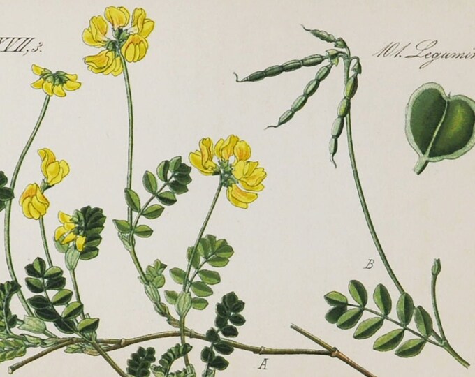 Small Scorpion Vetch Print - Original Antique Botanical Print 1880s - Coronilla vaginalis (plant flower garden seed yellow Lepidoptera moth)