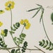 see more listings in the Botanische prints section