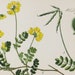 see more listings in the Botanical Prints section