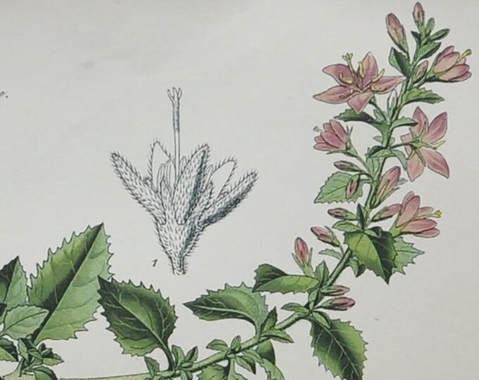 Lombard Bellflower - Original Antique Botanical Print - Campanula elatinoides Moretti - 1880's - bell flower / plant / alps / alpine