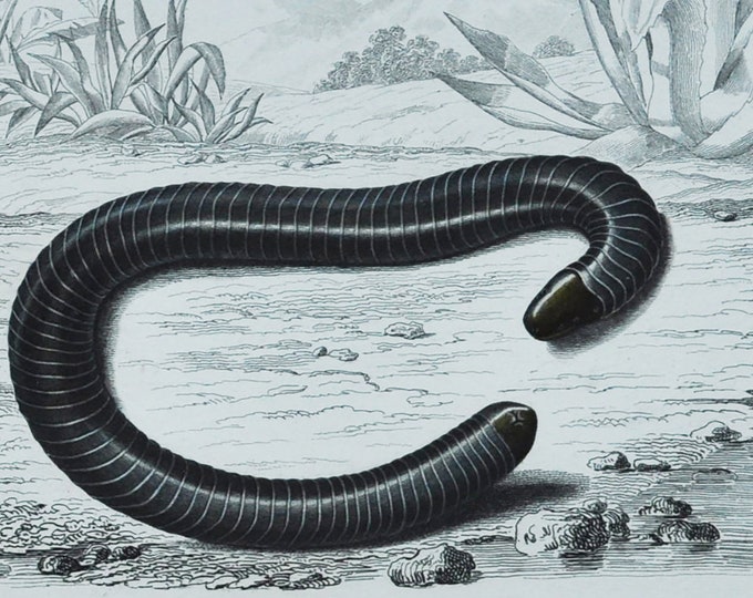 Ringed Caecilian - Hand-colored Original Antique Reptile Print - Orbigny engraving from 1849 (Siphonops annulatus, caecilian, andes, brazil)
