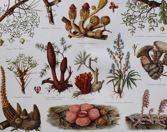 Parasitic Plants - Original Antique Botanical Print - 1906 (lophophytum mirabile, rafflesia arnoldi, orobanche ramosa, cytinus hypocistis)