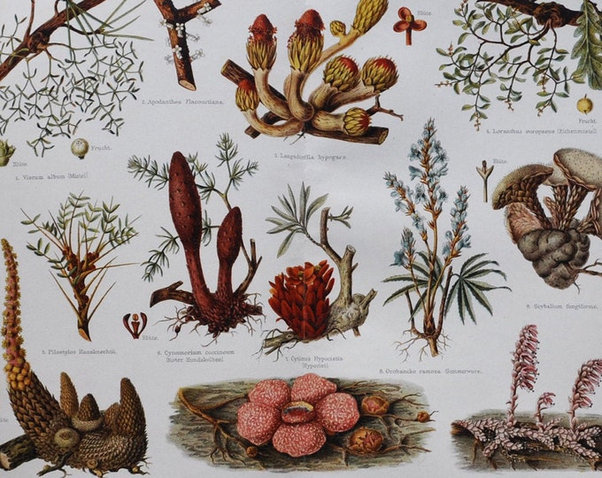 Parasitic Plants - Original Antique Botanical Print - 1906 (lophophytum mirabile, rafflesia arnoldi, orobanche ramosa, cytinus hypocistis)