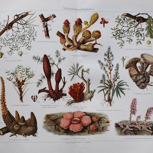 May include: A vintage botanical illustration featuring various types of plants and fungi. The illustration is titled "Schmarotzerpflanzen 1" and includes detailed drawings of each plant with Latin names.