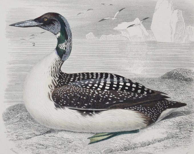 Great Northern Diver / Wader - Hand-colored Original Antique Bird Print - Orbigny engraving from 1849 (common loon, minnesota, gavia, shore)
