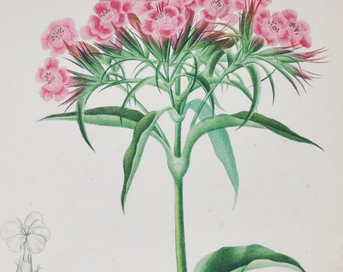 Sweet William - Hand-colored Original Antique Botanical Print - Orbigny engraving from 1849 (dianthus barbatus plant flower pink seed bees)