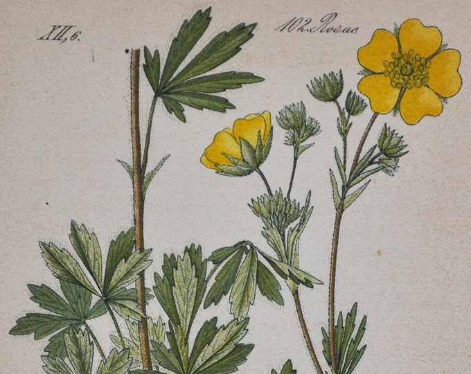 Hairy Cinquefoil Print - Original Antique Botanical Print 1880s - Potentilla hirta (plant flower seed rosaceae bush shrub perennial yellow)