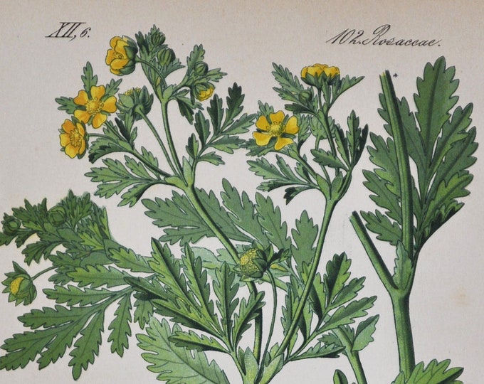Bushy Cinquefoil Print - Original Antique Botanical Print 1880s - Potentilla supina (plant flower seed rosaceae bush shrub yellow garden)