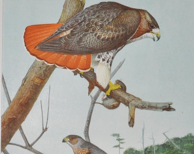 Red-Tailed Hawk / Cooper's Hawk - Original Antique Bird Print 1902 Louis Agassiz Fuertes - Forest Fish and Game Commission NY bird watching