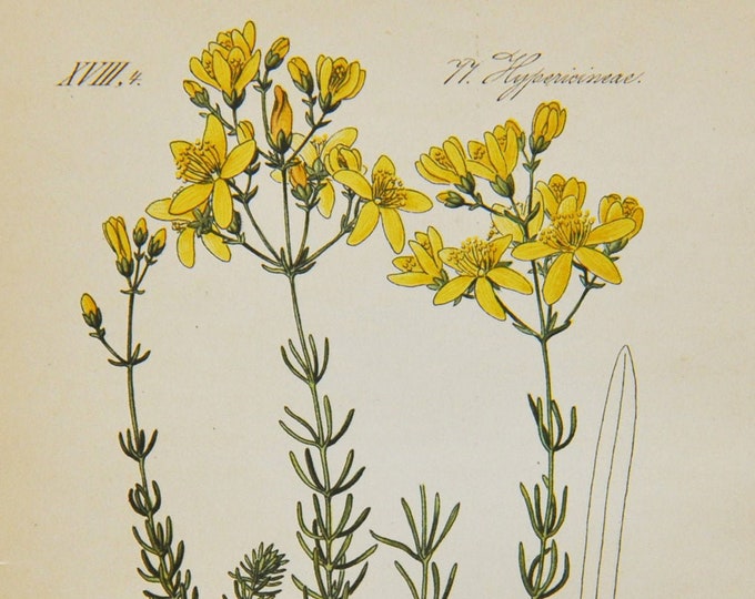 Yellow Coris Print - Original Antique Botanical Print 1880s - Hypericum coris (plant flower seed yellow hypericaceae st john's-wort italy)
