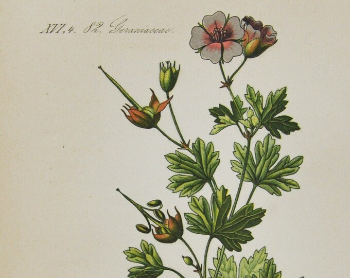 Hardy Geranium Print - Original Antique Botanical Print 1880s - Geranium bohemicum (plant flower garden seed cranesbill orchid blue europe)