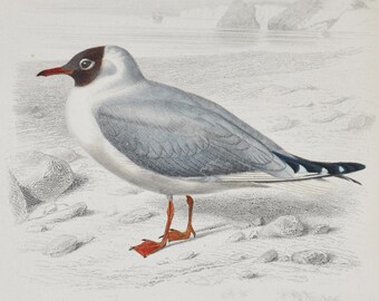 Black-Headed Gull / Black Skimmer - Hand-colored Original Antique Bird Print - Orbigny engraving from 1849 (larus, rynchops, seabird, tern)