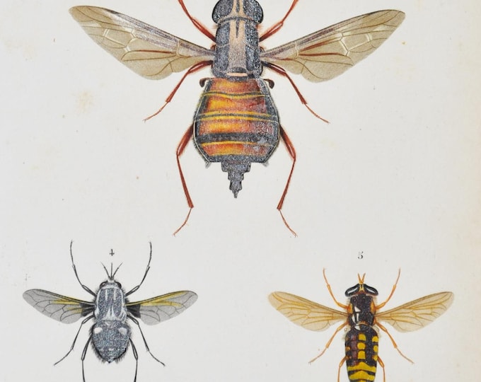 Insects - Hand-colored Original Antique Insect Print - Orbigny engraving from 1849 (chrysochlora amethystina, cyphomyia auriflamma etc. fly)