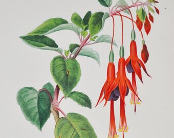 Fuchsia - Hand-colored Original Antique Botanical Print - Orbigny engraving from 1849 (fuchsia gracilis plant flower tree red purple garden)