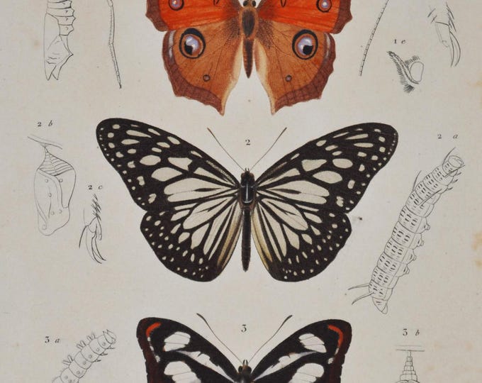 Butterflies - Hand-colored Original Antique Butterfly Print - Orbigny engraving from 1849 (vanessa almana, danais juventa, limenitis jadera)