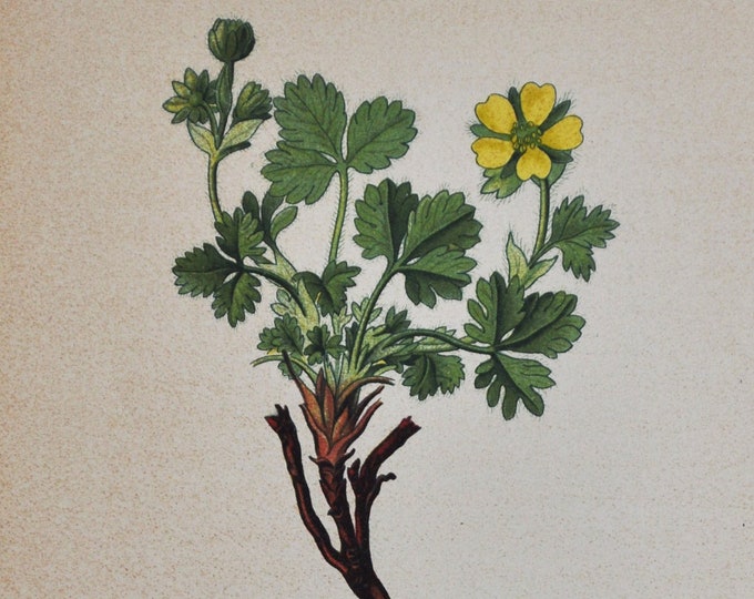 Frigid Cinquefoil Print - Original Antique Botanical Print 1880s - Potentilla frigida (plant flower seed rosaceae yellow bush shrub garden)