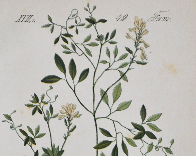 Climbing Corydalis Print - Original Antique Botanical Print 1880s - Corydalis claviculata (plant flower seed garden europe fumewort pink)
