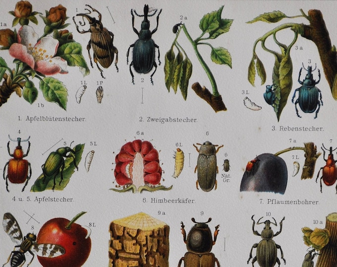Garden Pests II - Original Antique Insect Print - 1906 (Pear or Cherry slug, asparagus fly, yellow prune tree sawfly, fruit fly, weevils)