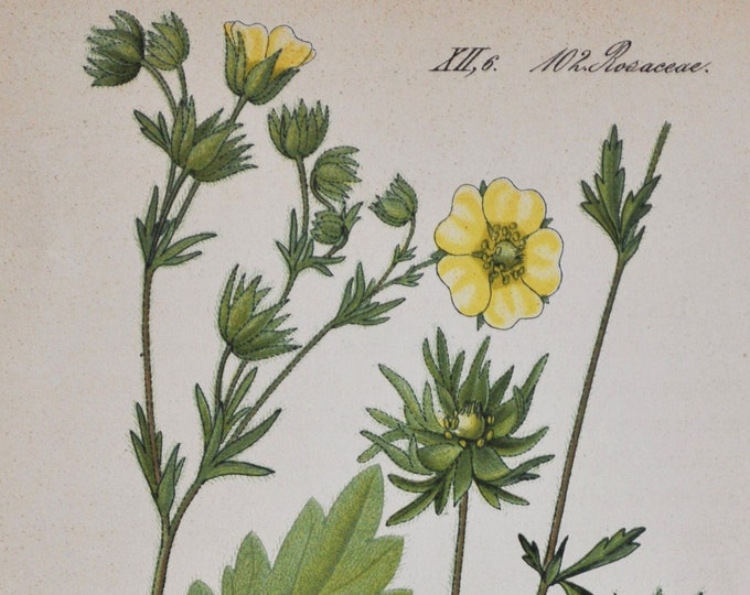 Sulphur Cinquefoil Print - Original Antique Botanical Print 1880s - Potentilla recta (plant flower seed rosaceae bush perennial yellow)