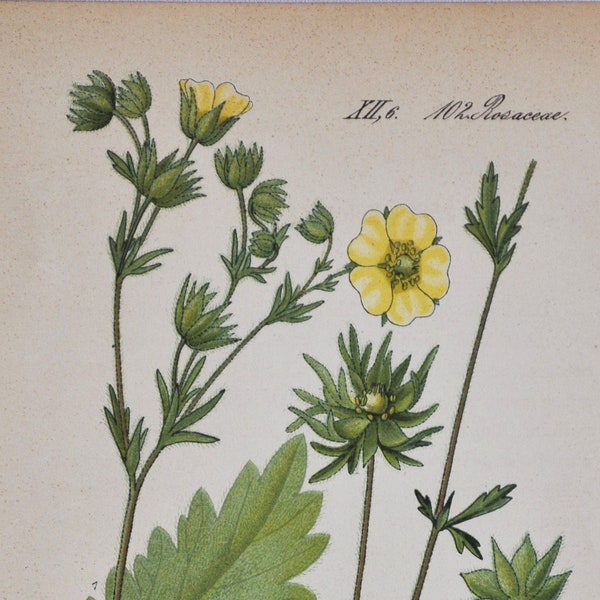 Sulphur Cinquefoil Print - Original Antique Botanical Print 1880s - Potentilla recta (plant flower seed rosaceae bush perennial yellow)