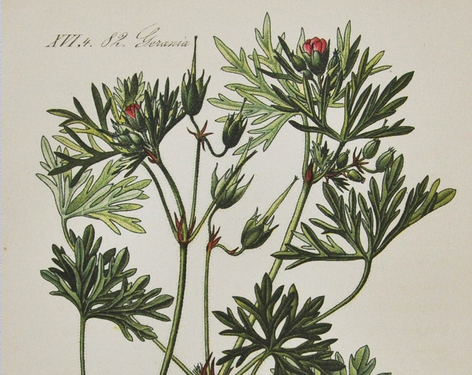 Cut-leaved Crane's-Bill Print - Original Antique Botanical Print 1880s - Geranium dissectum (plant flower garden seed cranesbill cutleaf)