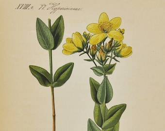 Alpine St John's-Wort Print - Original Antique Botanical Print 1880s - Hypericum richeri (plant flower seed garden yellow medical perforate)