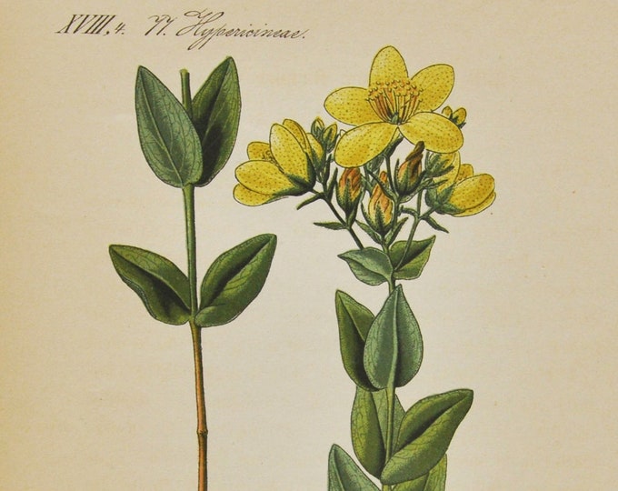 Alpine St John's-Wort Print - Original Antique Botanical Print 1880s - Hypericum richeri (plant flower seed garden yellow medical perforate)