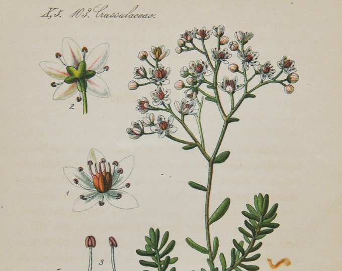 White Stonecrop Print - Original Antique Botanical Print 1880s - Sedum album (plant flower seed orpine crassulaceae perennial herb europe)
