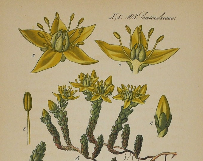 Goldmoss Stonecrop Print - Original Antique Botanical Print 1880s - Sedum acre (plant, flower, seed, mossy, biting stonecrop, wallpepper)