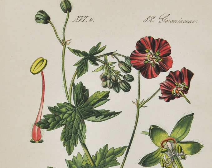 Dusky Crane's-Bill Print - Original Antique Botanical Print 1880s - Geranium phaeum (plant flower garden cranesbill mourning widow black)