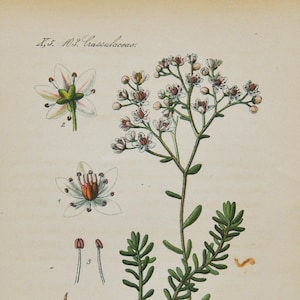 White Stonecrop Print - Original Antiker Botanischer Druck 1880er Jahre - Sedum Album (Pflanzenblumen samen orpine crassulaceae perennial herb europe)
