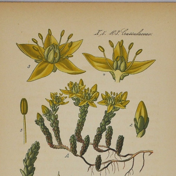 Goldmoss Stonecrop Print - Original Antique Botanical Print 1880s - Sedum acre (plant, flower, seed, mossy, biting stonecrop, wallpepper)
