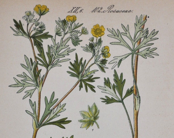 Silvery Cinquefoil Print - Original Antique Botanical Print 1880s - Potentilla argentea (plant flower seed rosaceae silver-leaf yellow)