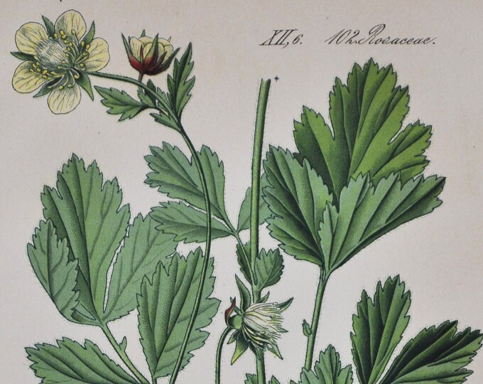 Hybrid Avens Print - Original Antique Botanical Print 1880s - Geum intermedium (plant, flower, seed, garden alpine alps rose rosaceae white)
