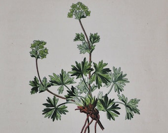 Five-Leaved Ladies' Mantle Print - Original Antique Botanical Print 1880s - Alchemilla pentaphylla (plant, flower, seed, garden alpine alps)