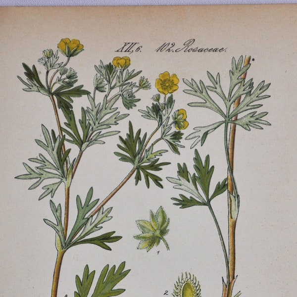 Silvery Cinquefoil Print - Original Antique Botanical Print 1880s - Potentilla argentea (plant flower seed rosaceae silver-leaf yellow)