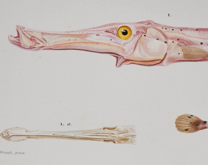 Trumpetfish - Hand-colored Original Antique Fish Print - Orbigny engraving from 1849 (aulostomus maculatus, West Atlantic, pink, cornetfish)