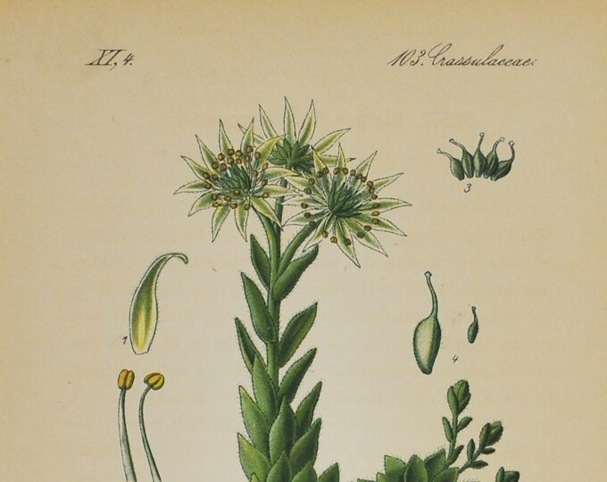 Hen and Chicks Print - Original Antique Botanical Print 1880s - Sempervivum braunii (plant, flower, seed, succulent, stonecrop, orpine)