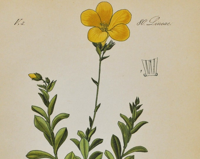 Golden Flax or Yellow Flax Print - Original Antique Botanical Print 1880s - Linum flavum (plant flower seed garden europe linaceae wild)