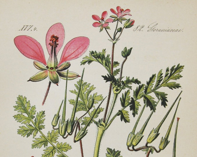 Common Stork's-Bill Print - Original Antique Botanical Print 1880s - Erodium cicutarium (plant flower garden seed redstem filaree pinweed)