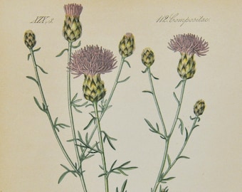 Spotted Knapweed Print - Original Antique Botanical Print 1880s - Centaurea maculosa (plant flower seed garden purple panicled perennial)