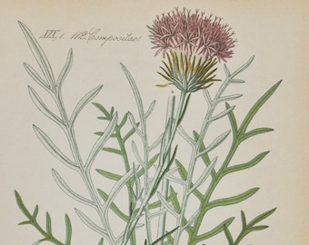 Jurinea Pollichi Print - Original Antique Botanical Print 1880s - Jurinea pollichi (plant flower seed garden thistle like pink purple silky)