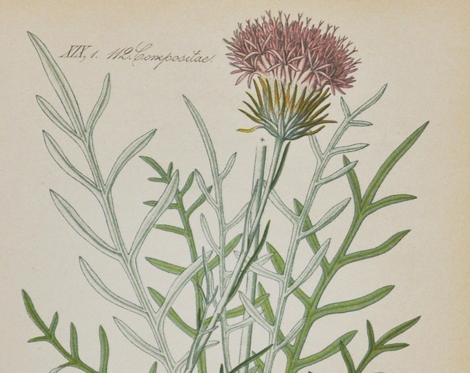 Jurinea Pollichi Print - Original Antique Botanical Print 1880s - Jurinea pollichi (plant flower seed garden thistle like pink purple silky)