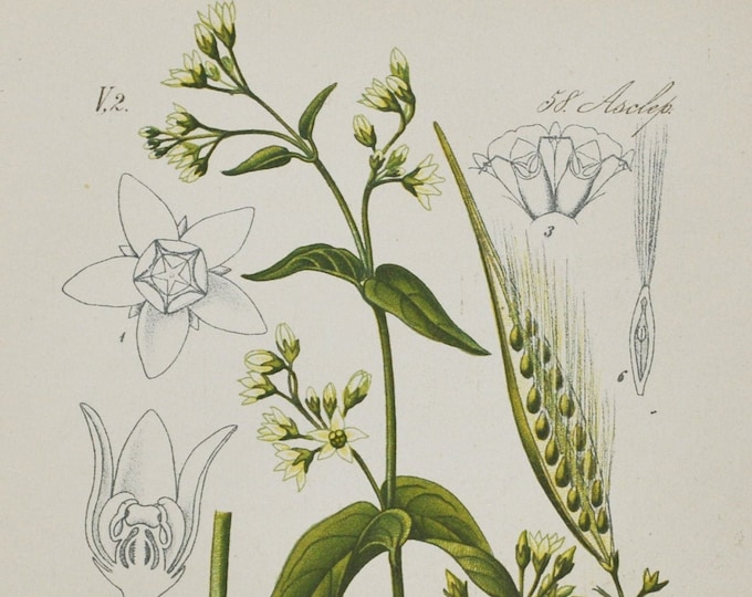White Swallow-Wort Print - Original Antique Botanical Print 1880s - Cynanchum vincetoxicum (plant flower garden seed antidote poison vine)