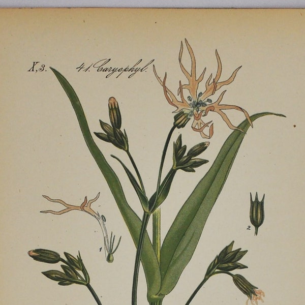 Ragged-Robin Print - Original Antique Botanical Print 1880s - Lychnis flos-cuculi (plant, flower, caryophyllaceae, pink carnation family)