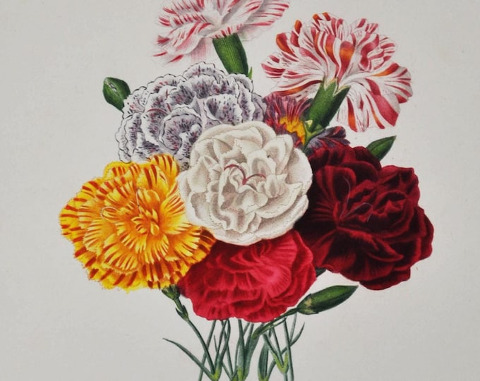 Carnations - Hand-colored Original Antique Botanical Print - Orbigny engraving from 1849 (dianthus caryophyllus clove pink wild flower seed)